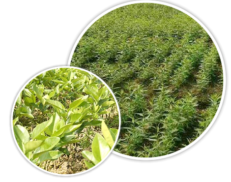 ���ǵ�����