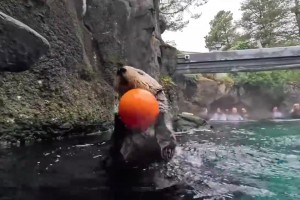 萌到犯规！海獭在泳池里玩篮球，还能扣篮